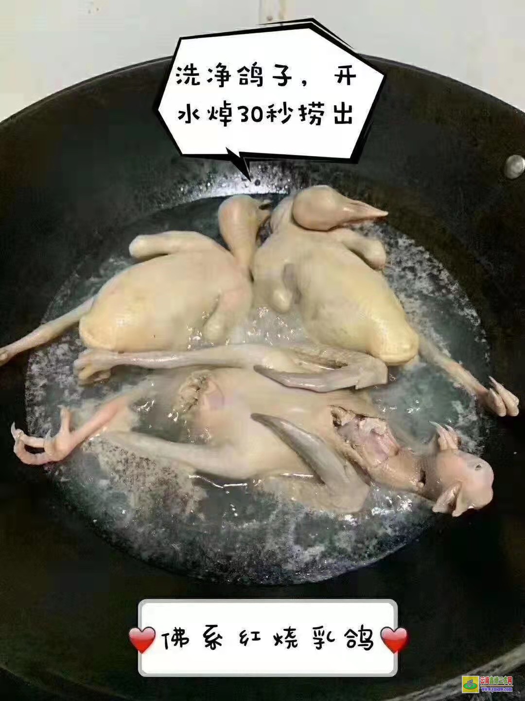 莒縣肉鴿價格一般多少錢 目前市場肉鴿價格怎么樣? 肉鴿價格怎么樣