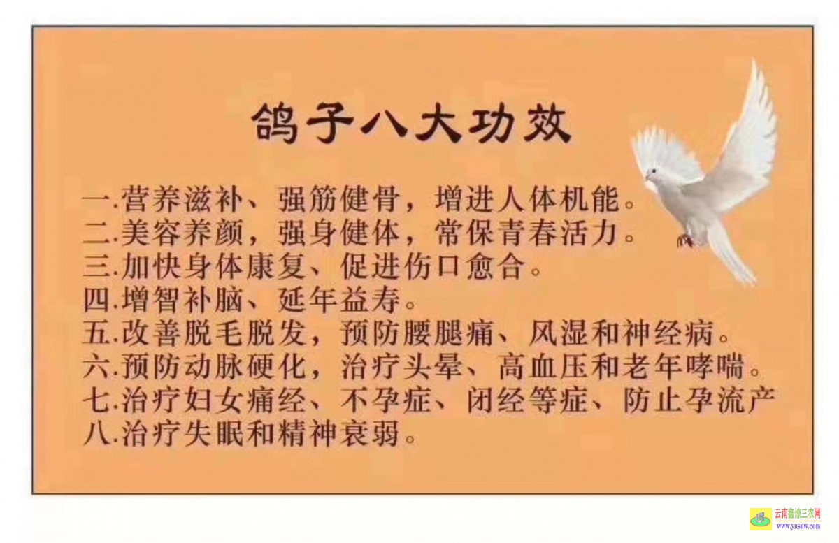 莒縣肉鴿價格一般多少錢 目前市場肉鴿價格怎么樣? 肉鴿價格怎么樣