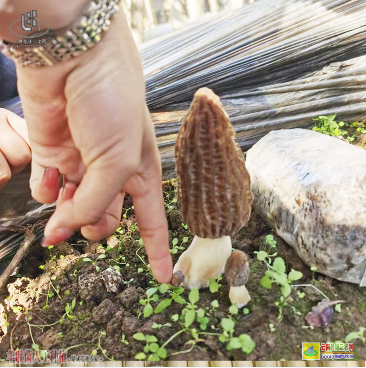 峨山云南羊肚菌種植回收公司 河南羊肚菌種植成本 羊肚菌種植培訓