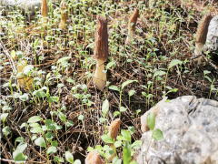 羊肚菌菌種圖片 河南羊肚菌種植成本 羊肚菌種植地址圖3