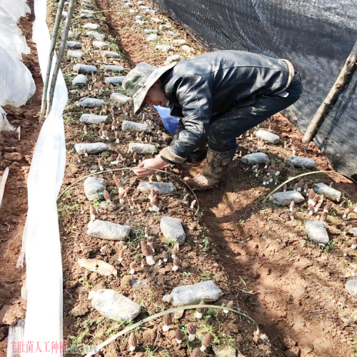 重慶優(yōu)質(zhì)羊肚菌加盟種植 羊肚菌銷(xiāo)售渠道介紹 什么價(jià)