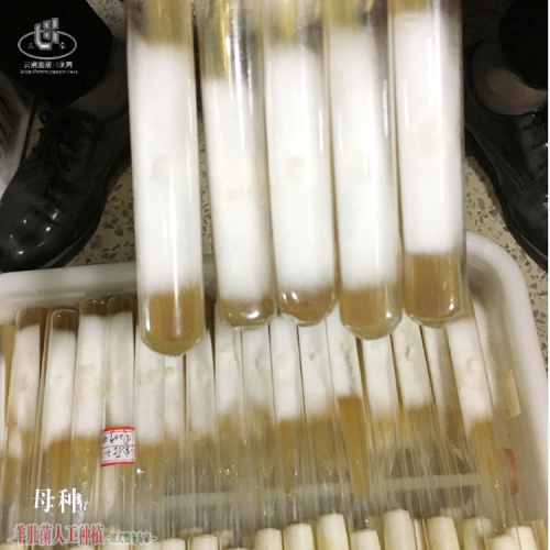 廣東優(yōu)質(zhì)羊肚菌加盟種植 羊肚菌銷售渠道介紹 怎么樣