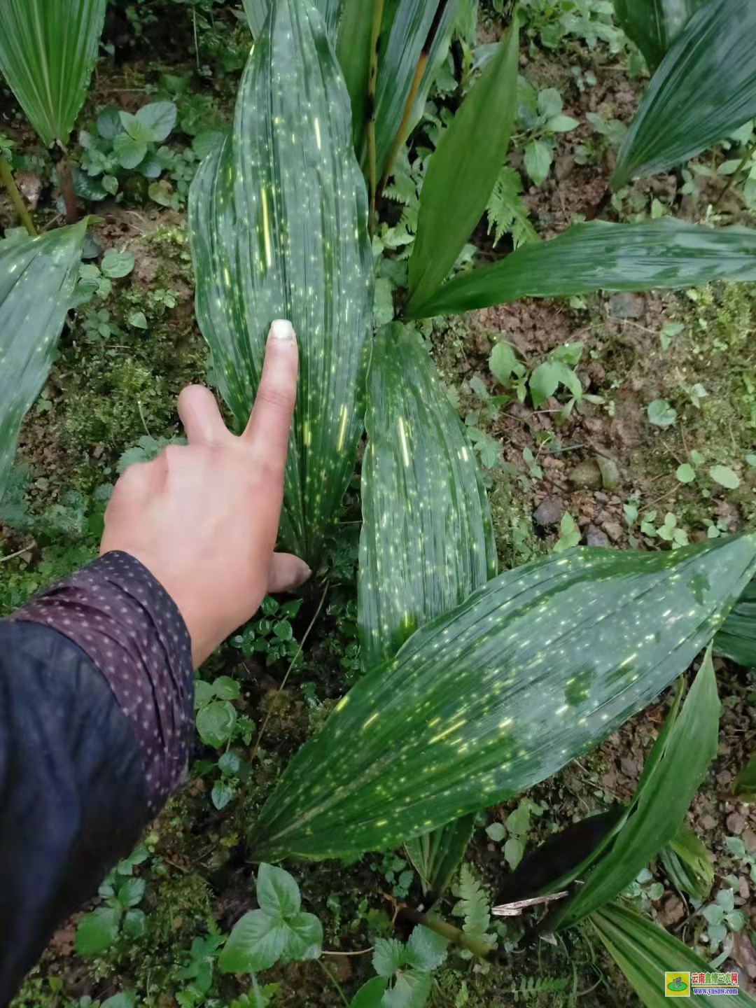 六盤水[毛慈菇苗]價格 【毛慈菇種子】能繁殖 【毛慈菇種子】催芽技術(shù)