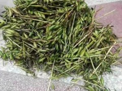 昆明 【毛慈菇苗】種子催芽 毛慈菇苗價(jià)格多少錢(qián) 毛慈菇種植技術(shù)視頻圖2