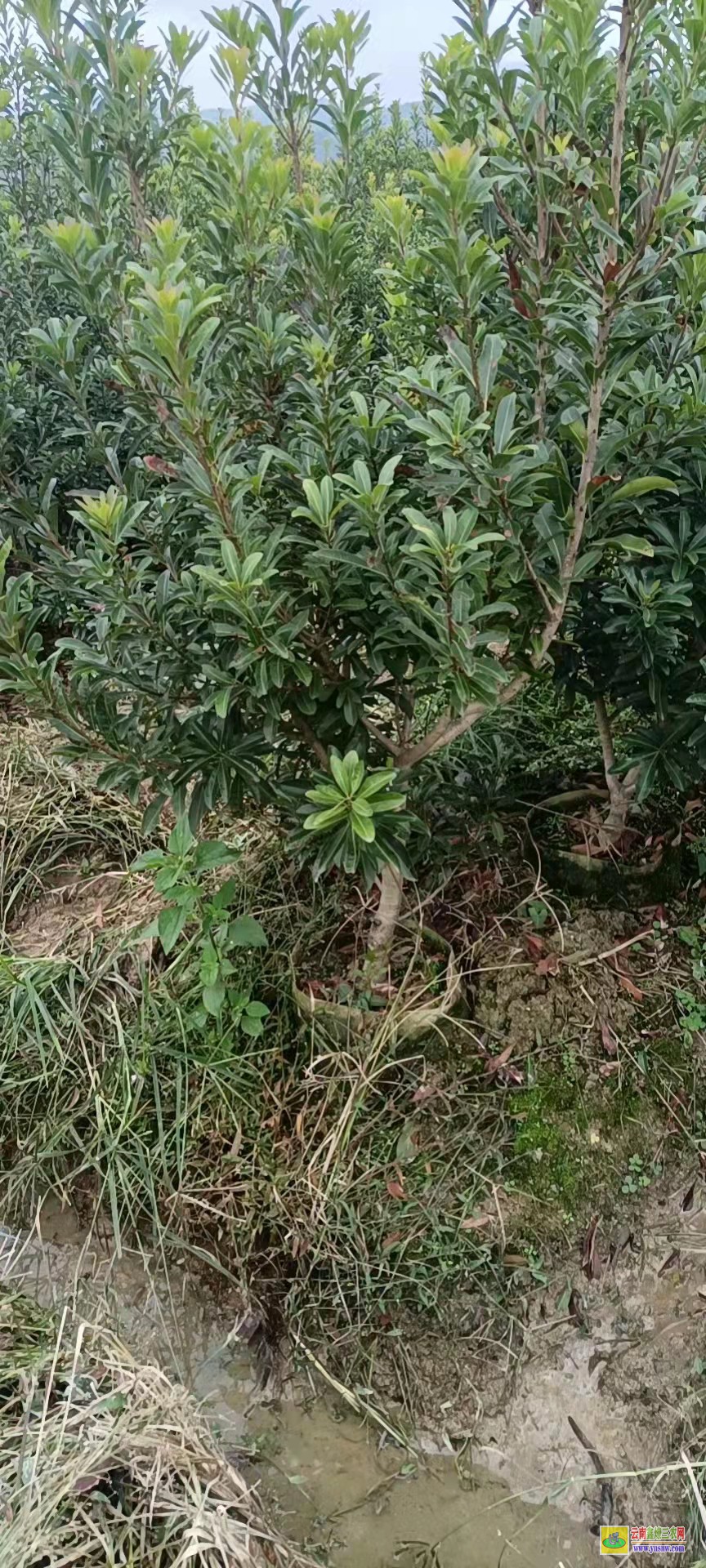 西雙版納哪里有東魁楊梅苗出售 臺州楊梅苗基地 楊梅樹大枝修剪視頻