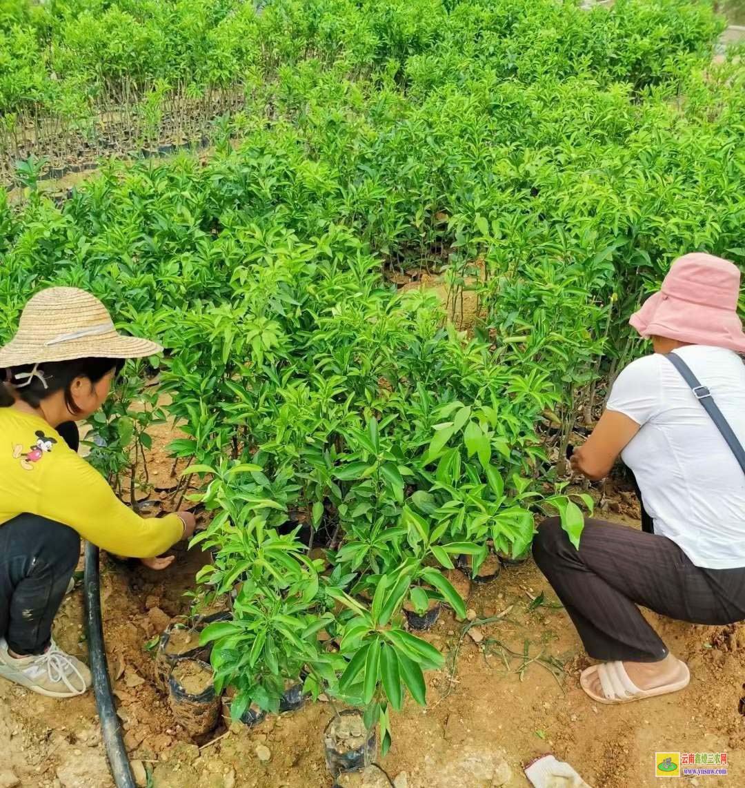 昭通無核沃柑苗批發(fā) 無核沃柑苗價(jià)格 沃柑苗哪里有售