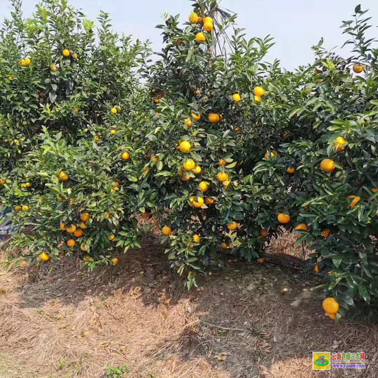 玉林沃柑苗圖片大全大圖 重慶沃柑苗批發(fā)基地 沃柑苗哪里有售