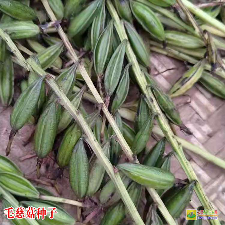 達(dá)州毛慈菇苗(山慈菇)多少錢一株 毛慈菇苗價(jià)格多少一公斤 毛慈菇價(jià)格