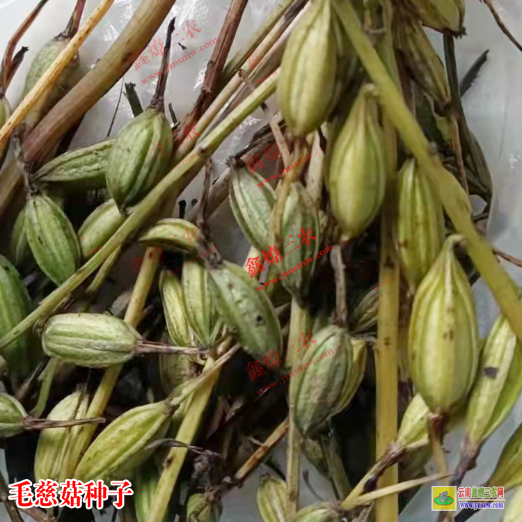 昭通毛慈菇苗種子怎么育苗 毛慈菇苗子圖片 毛慈菇價格2021