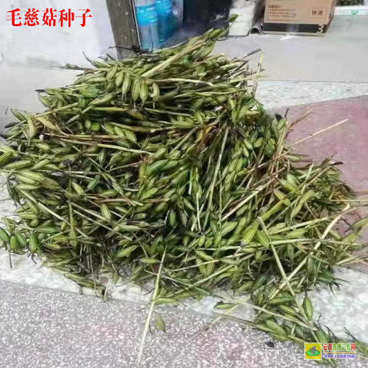 畢節(jié)慈菇多少錢一斤 毛慈菇干貨多少錢一斤 毛慈菇和冰球子哪個貴慈菇多少錢一斤