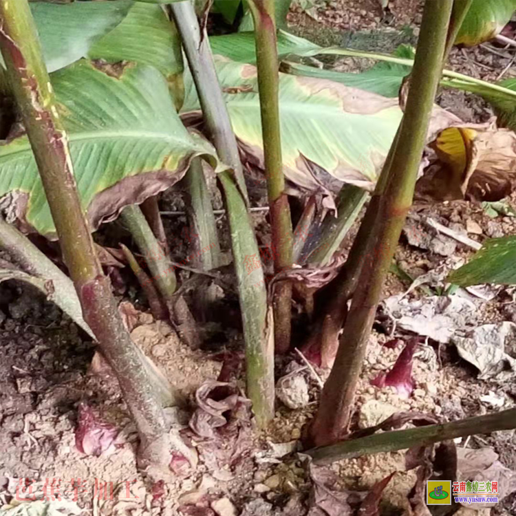 云南芭蕉芋粉絲批發(fā)價格 廣西芭蕉芋淀粉價格 云南紅河芭蕉芋的市場價格