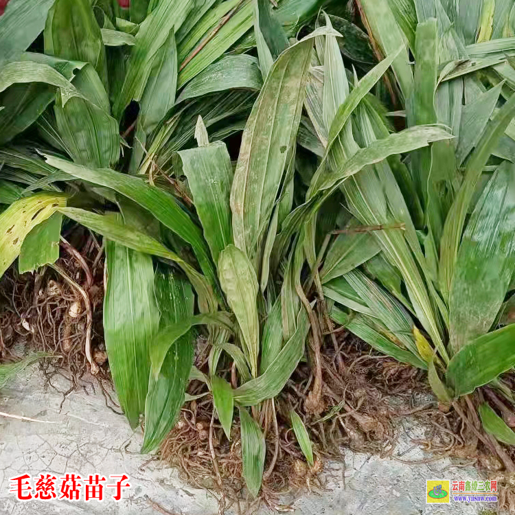 大新種一畝毛慈菇要多少種苗 毛慈菇價格多少一公斤 山慈菇肺結(jié)節(jié)