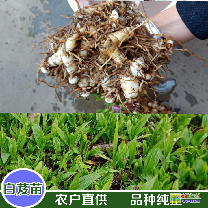 貞豐正宗山慈菇圖片 毛慈菇苗多少錢一株 目前毛慈菇價格