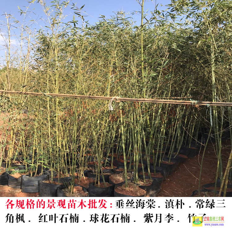 彌勒昆明樹木園 云南綠化苗木種植基地 昆明苗木基地哪家好