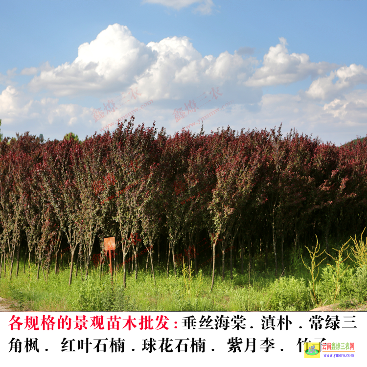 彌勒昆明樹木園 云南綠化苗木種植基地 昆明苗木基地哪家好