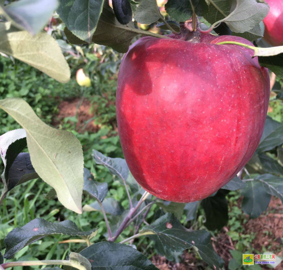 漾濞山東蘋果苗 云南正宗蘋果苗栽培基地 紅露蘋果苗