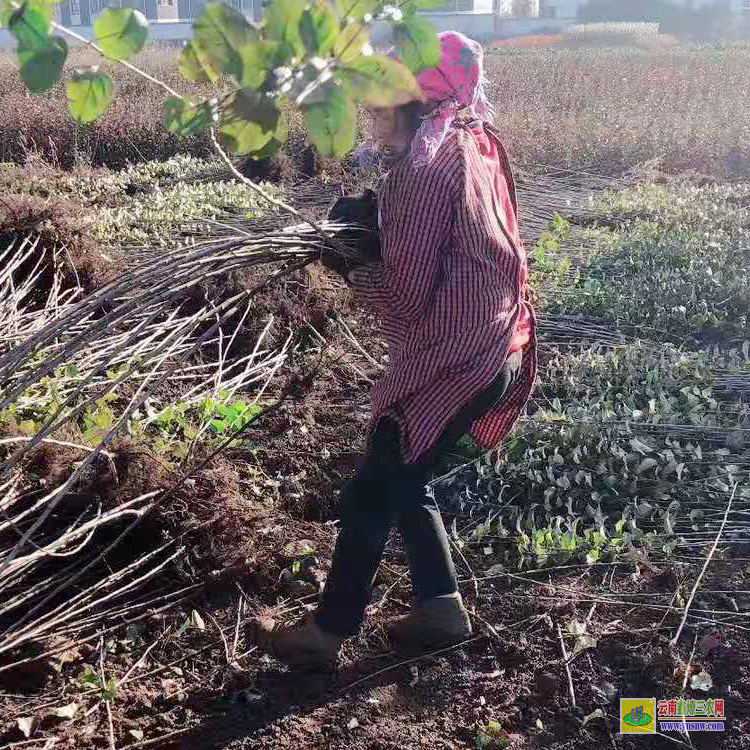 騰沖山東蘋果苗 云南正宗蘋果苗栽培基地 紅露蘋果苗