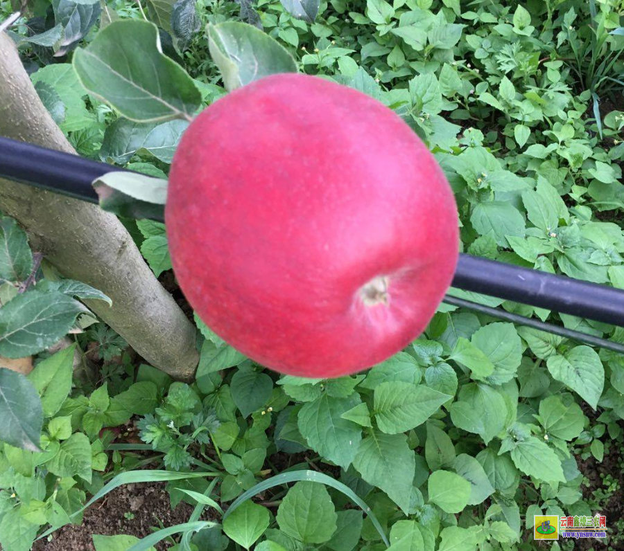 錦屏紅富士蘋果苗 云南正宗蘋果苗栽培基地 早熟蘋果苗