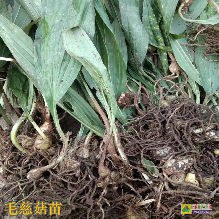 貴州毛慈菇苗價格 毛慈菇苗價格多少一公斤 毛慈菇苗多少錢一斤