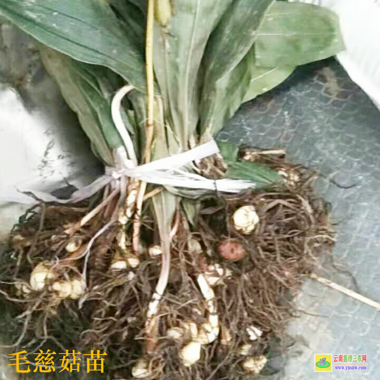 山東毛慈菇組培苗 毛慈菇苗怎么培植 毛慈菇會消苗嗎