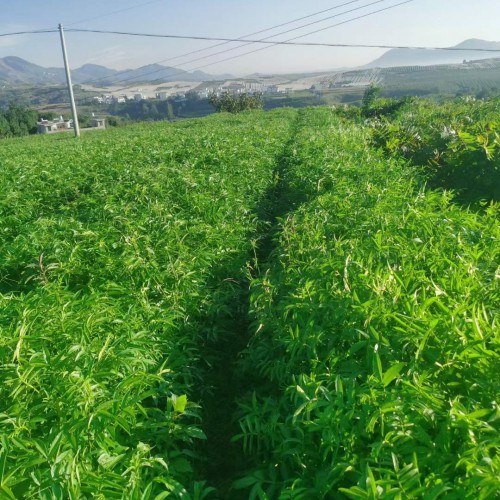 柳州花椒苗 山西花椒苗 花椒苗出售