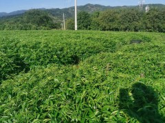 來(lái)賓大紅袍花椒苗 花椒嫁接苗 隴南花椒苗圖1