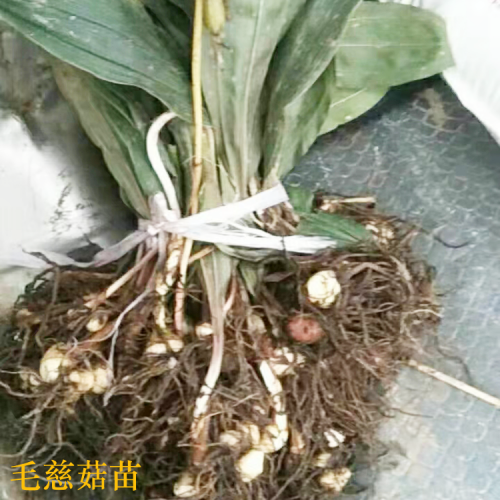 紅河花椒苗多少錢 獅子頭花椒苗 韓城花椒苗價(jià)格