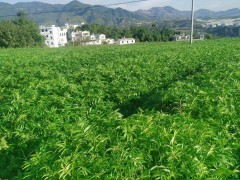 昆明櫻桃適合種植在什么地方？云南櫻桃病蟲害防治措施有哪些？圖2