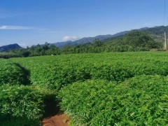 黔南花椒苗基地 泰安花椒苗 韓城花椒苗價格圖1