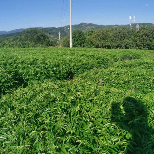 自貢無(wú)刺花椒苗 花椒苗圖片 楊凌花椒苗