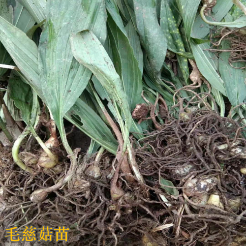 福建毛慈菇苗多少錢一棵 毛慈菇苗價格多少一公斤 毛慈菇會消苗嗎