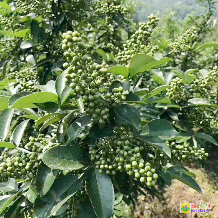 奉節(jié)無刺花椒苗 花椒苗大紅袍 青花椒苗價(jià)格