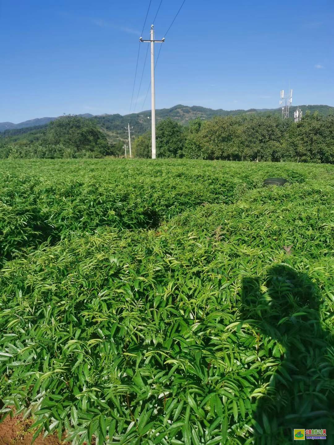 祿勸九葉青花椒苗 山西花椒苗 青花椒苗價格