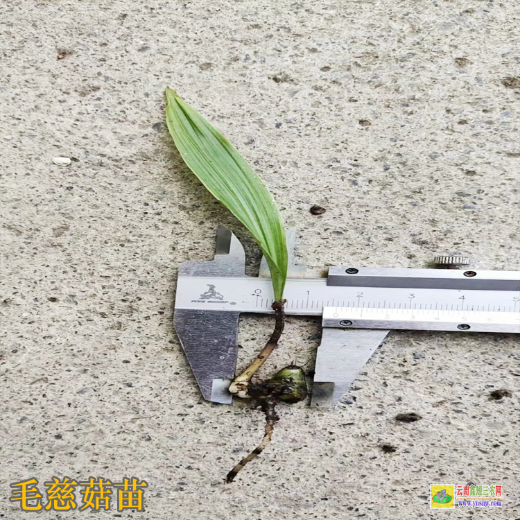 保山毛慈菇苗價(jià)格 毛慈菇苗價(jià)格多少一公斤 毛慈菇苗多少錢一斤