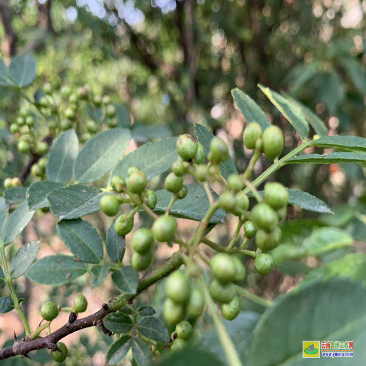 大英花椒苗價(jià)格多少錢一棵 花椒苗木標(biāo)準(zhǔn) 花椒苗栽植時(shí)間及方法