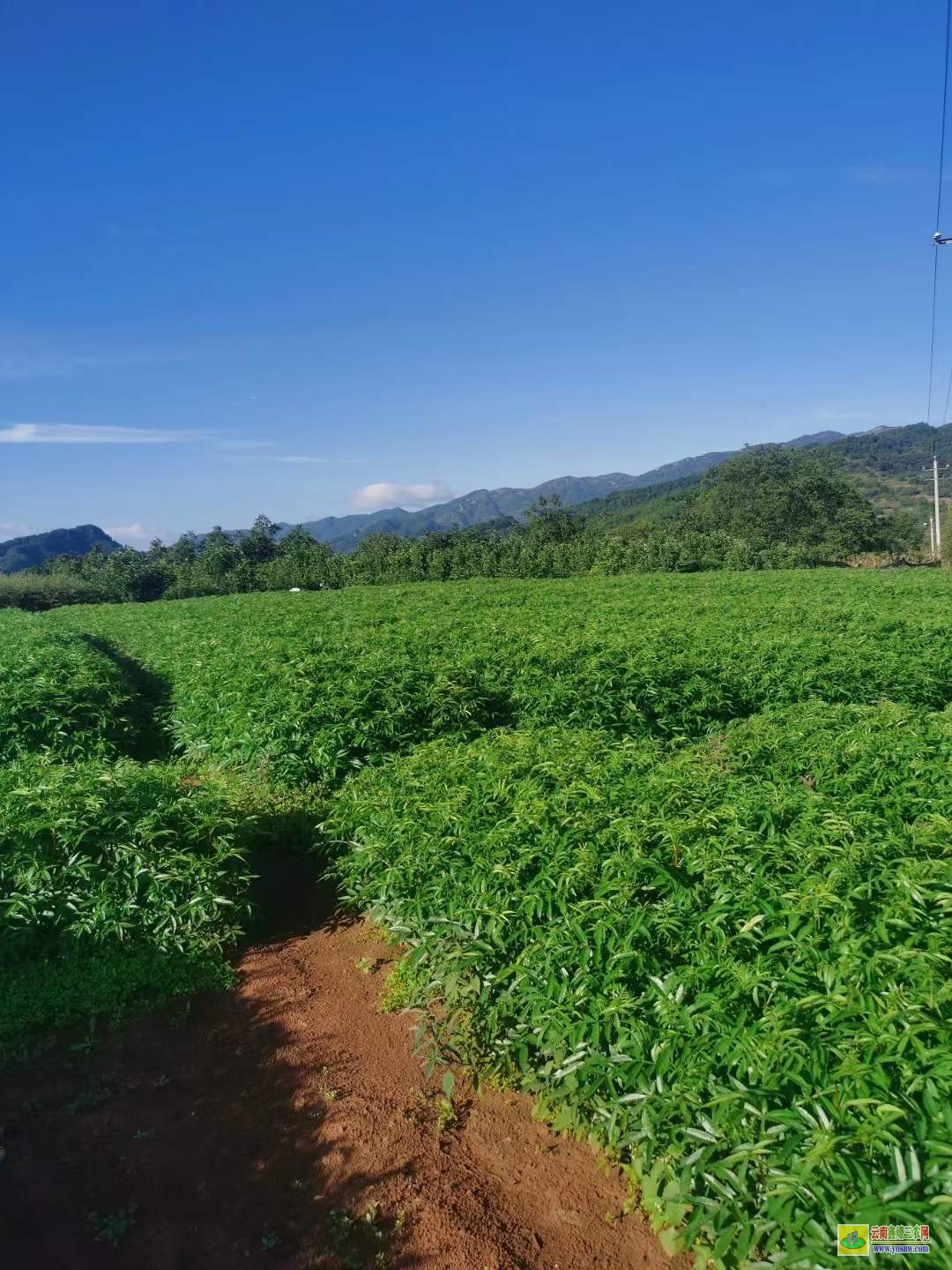 雁江花椒苗幾月份種植好 花椒苗價(jià)格 花椒苗栽植時(shí)間及方法