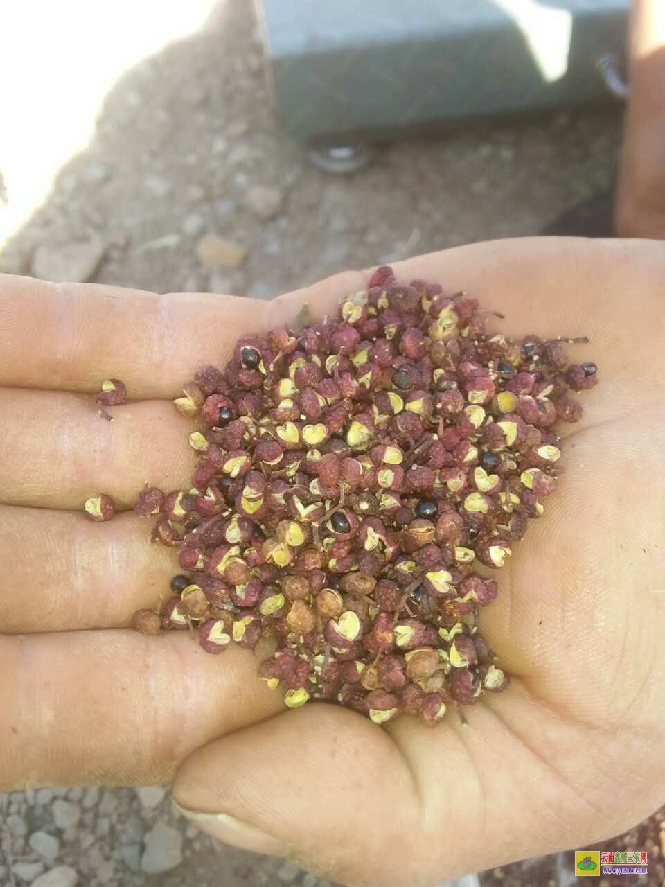 西昌花椒苗的育苗方法 花椒苗木標(biāo)準(zhǔn) 花椒苗栽植時間及方法