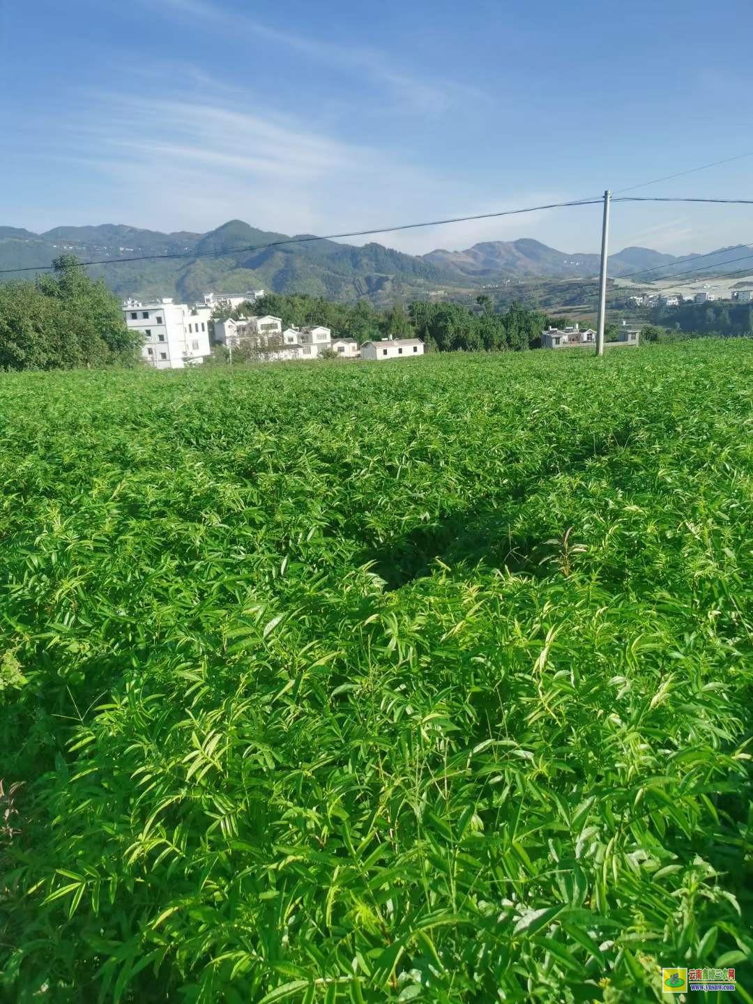 米易花椒苗幾月份種植好 花椒苗價(jià)格 花椒苗栽植時(shí)間及方法