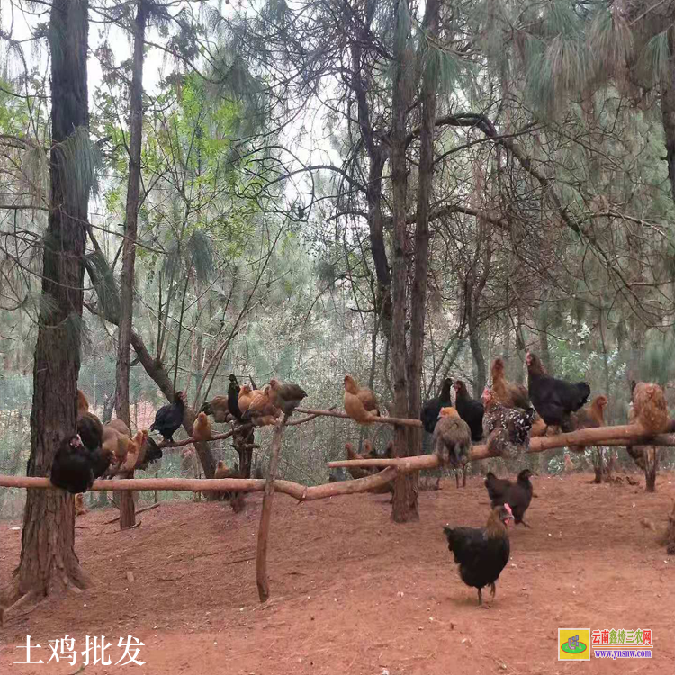 馬關土雞批發(fā)價格多少 真正的散養(yǎng)土雞價格 土雞養(yǎng)殖場圖片