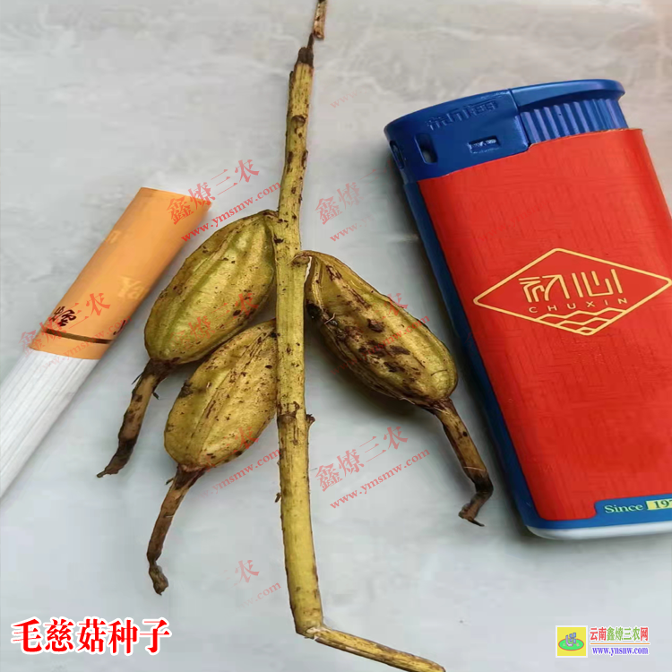 淮北毛慈菇種苗價格 毛慈菇價格2019苗圖片 毛慈菇種苗畝用量