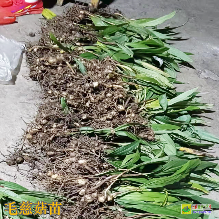 平遠(yuǎn)毛慈菇種苗價(jià)格 毛慈菇價(jià)格多少一公斤 毛慈菇種苗畝用量