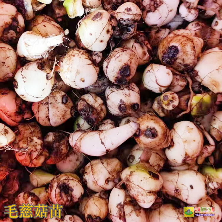 陽春毛慈菇價格2019 毛慈菇價格2019苗圖片 毛慈菇種苗畝用量