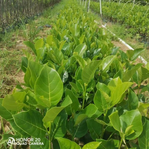 貴州菠蘿蜜苗多少錢(qián)一棵 菠蘿蜜苗多少錢(qián)一棵