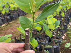 馬山長孟尖榴蓮蜜的特點 榴蓮蜜苗價格 榴蓮蜜苗基地圖3