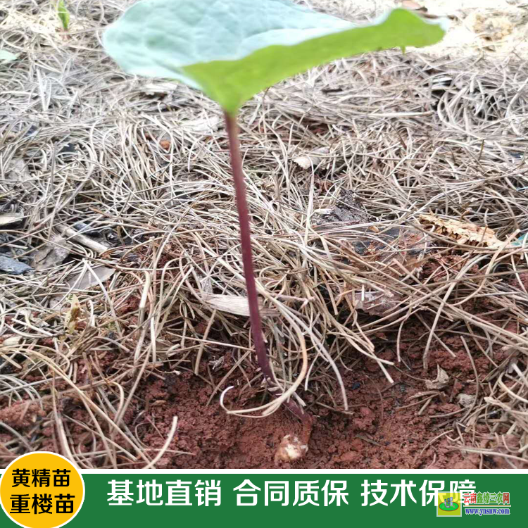 三臺重樓苗價格 滇重樓苗價格 重樓培苗基地