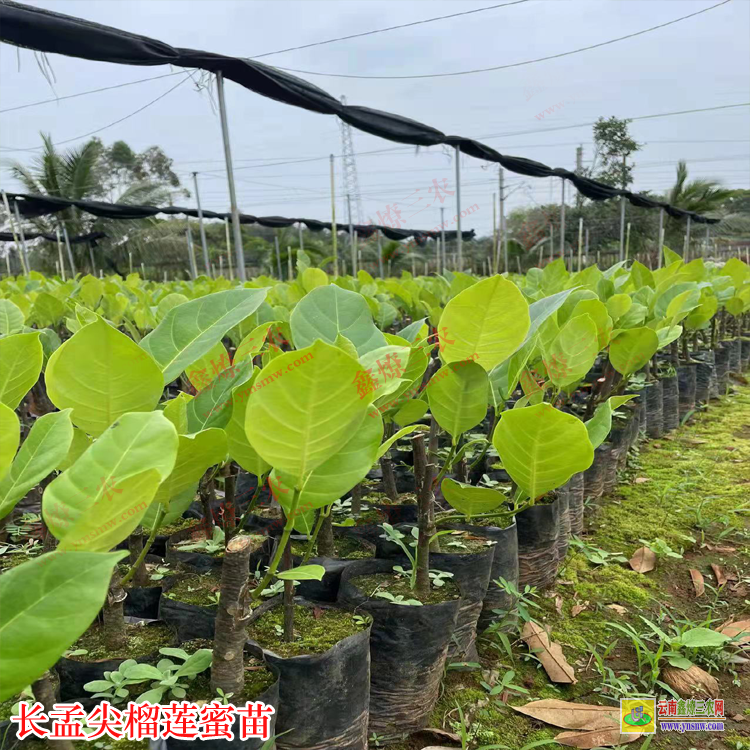 廣東潮州榴蓮蜜苗有幾種 榴蓮蜜苗哪里賣 榴蓮蜜苗基地