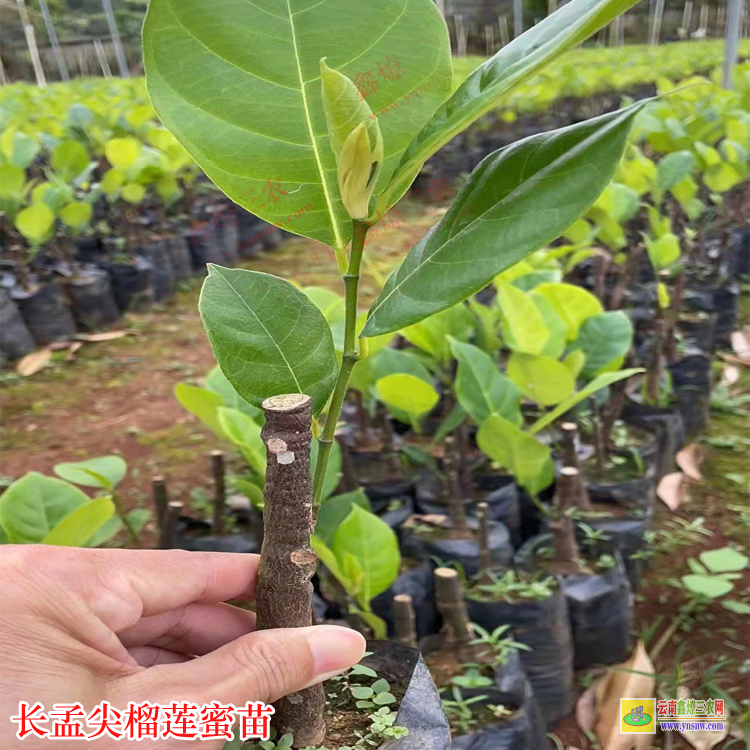 廣東汕頭榴蓮蜜苗有幾種 榴蓮蜜苗哪里賣 榴蓮蜜苗基地