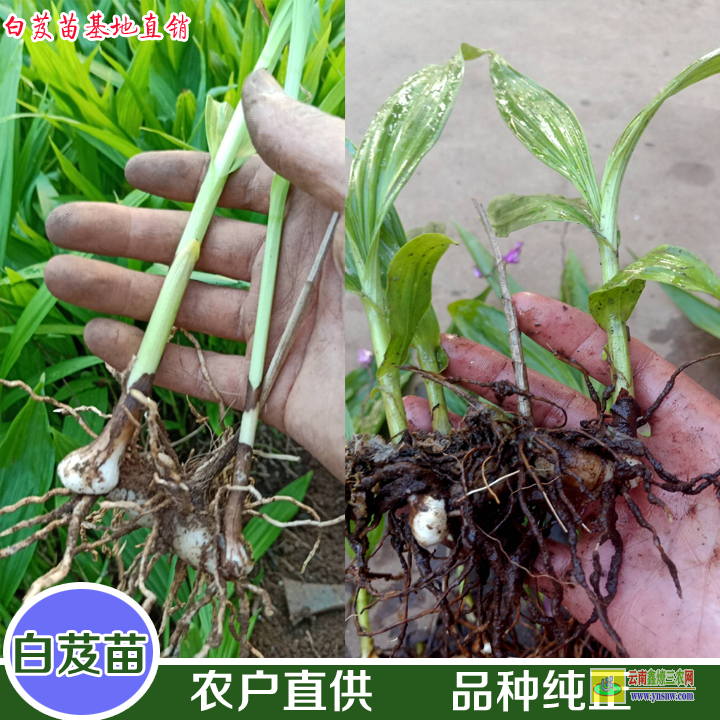 玉溪華寧三叉白芨苗價(jià)格 白芨苗批發(fā)價(jià)格 白及苗圖