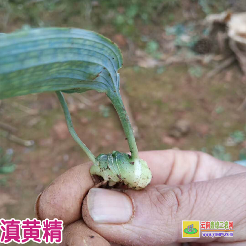 紅河瀘西紅花黃精種苗 重慶市秀山縣黃精種苗基地 紅花黃精種苗