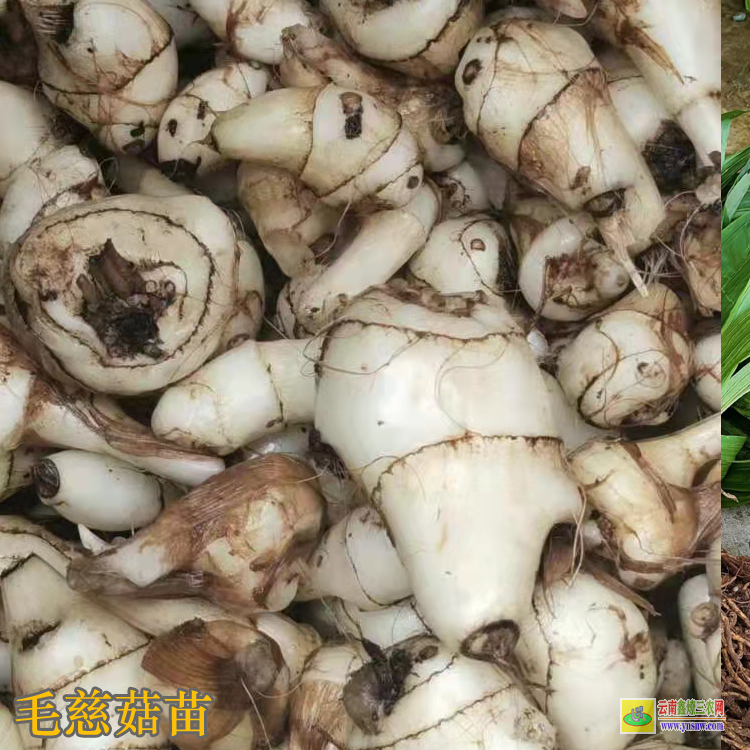 貴州榕江毛慈菇l圖片 毛慈菇苗價(jià)格 毛慈菇苗子圖片